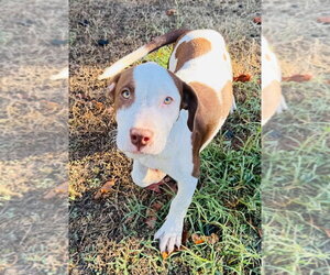 Zombie Girl - Female Mutt Dog for Adoption - Photo #4