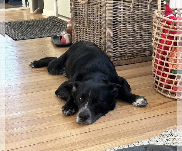 Medium Photo #6 Collie-Labrador Retriever Mix Puppy For Sale in Oakhurst, NJ, USA