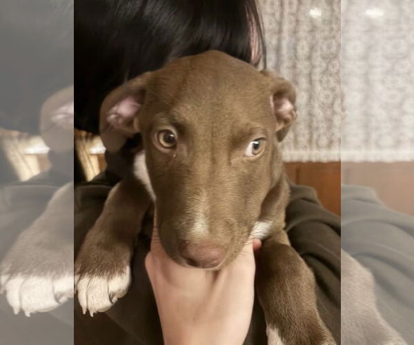Medium Photo #1 Labrador Retriever-Unknown Mix Puppy For Sale in Pottstown, PA, USA