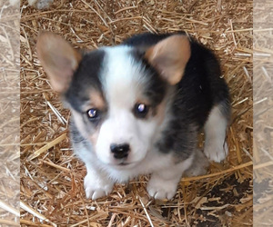 Pembroke Welsh Corgi Puppy for sale in SPOTSYLVANIA, VA, USA