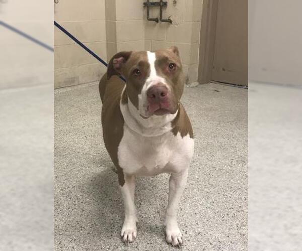 Medium Photo #1 Staffordshire Bull Terrier-Unknown Mix Puppy For Sale in Conroe, TX, USA