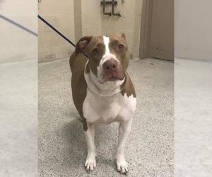 Staffordshire Bull Terrier-Unknown Mix Dogs for adoption in Conroe, TX, USA