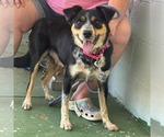 Small #1 Australian Shepherd Mix