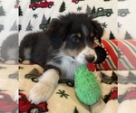 Small Photo #9 Australian Shepherd Puppy For Sale in EXETER, MO, USA