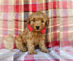 Goldendoodle Puppy for sale in NOTTINGHAM, PA, USA