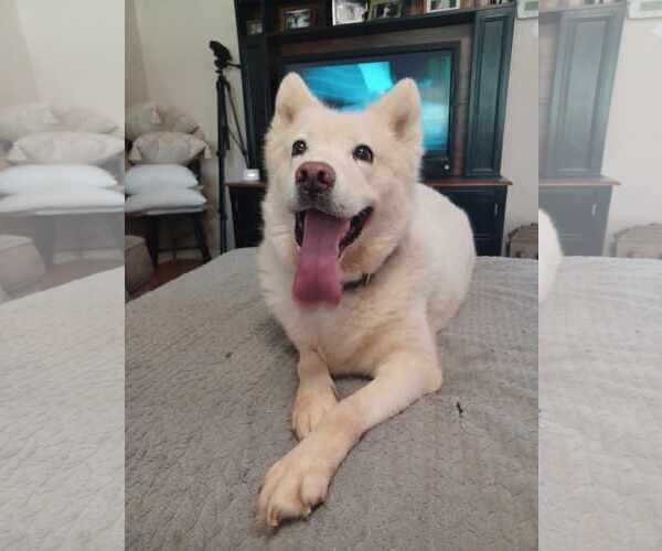 Medium Photo #5 Siberian Husky-Unknown Mix Puppy For Sale in Holly Springs, NC, USA