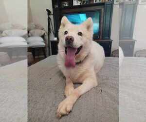 Tatum - Female Siberian Husky-Unknown Mix Dog for Adoption - Photo #5