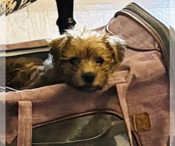 Medium Photo #13 Poocan Puppy For Sale in FAIR OAKS, CA, USA