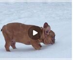 Small Photo #1 French Bulldog Puppy For Sale in HAMPTON, GA, USA
