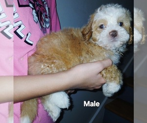Mal-Shi Puppy for Sale in BURLINGTON, Massachusetts USA