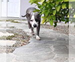 Small #8 American Staffordshire Terrier