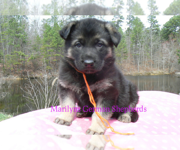Medium Photo #6 German Shepherd Dog Puppy For Sale in PIEDMONT, MO, USA