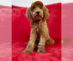 Goldendoodle Puppy for sale in IMPERIAL BEACH, CA, USA