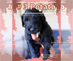 Small Photo #1 F2 Aussiedoodle-Irish Doodle Mix Puppy For Sale in SACRAMENTO, CA, USA
