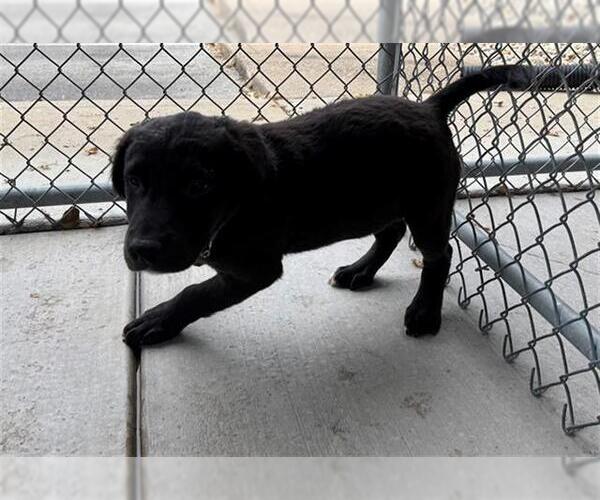 Medium Photo #1 Labrador Retriever-Unknown Mix Puppy For Sale in Peoria, IL, USA