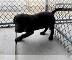 Small Labrador Retriever Mix