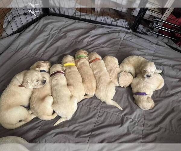 Medium Photo #14 English Cream Golden Retriever-Golden Retriever Mix Puppy For Sale in AUSTIN, IN, USA