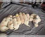 Small #13 English Cream Golden Retriever-Golden Retriever Mix