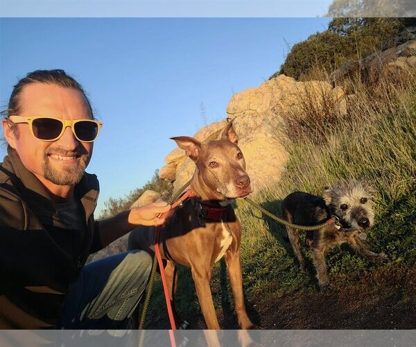 Medium Photo #1 Mutt Puppy For Sale in  Ramona, CA, USA