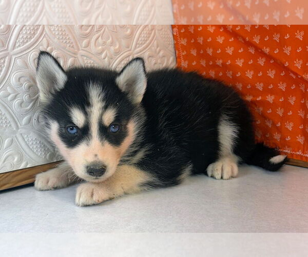 Medium Photo #11 Siberian Husky Puppy For Sale in MOUNT AYR, IA, USA