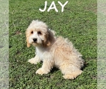 Small #1 Cockapoo (Miniature)