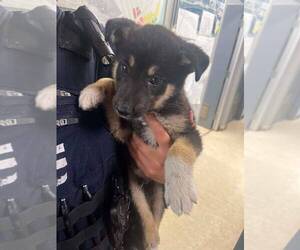 Mutt Dogs for adoption in Calgary, Alberta, Canada
