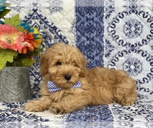 Goldendoodle (Miniature) Puppy for sale in LANCASTER, PA, USA