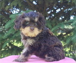 Puppy Anya Cavapoo