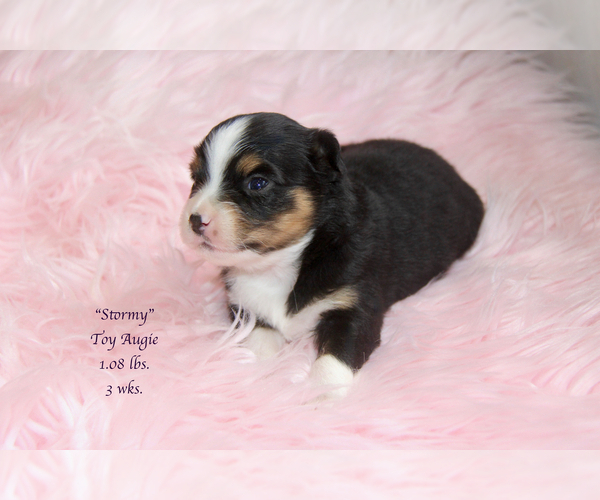Medium Photo #29 Aussie-Corgi Puppy For Sale in LIND, WA, USA