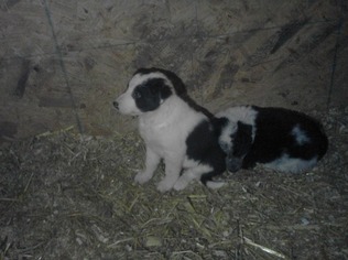 Australian Cattle Dog-Border Collie Mix Puppy for sale in MYERSTOWN, PA, USA