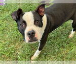 Small #2 American Pit Bull Terrier Mix