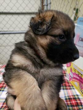 Medium Photo #3 German Shepherd Dog Puppy For Sale in SHERIDAN, IN, USA