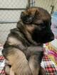 Small Photo #3 German Shepherd Dog Puppy For Sale in SHERIDAN, IN, USA