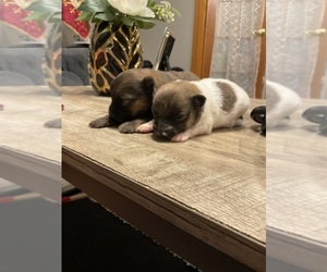 Pomeranian Puppy for sale in MIDDLEBORO, MA, USA