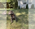 Small Photo #11 Labrador Retriever Puppy For Sale in DES MOINES, IA, USA