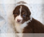 Small Photo #4 Australian Shepherd Puppy For Sale in TURLOCK, CA, USA