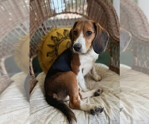 Iris - Female Beagle Dog for Adoption - Photo #4