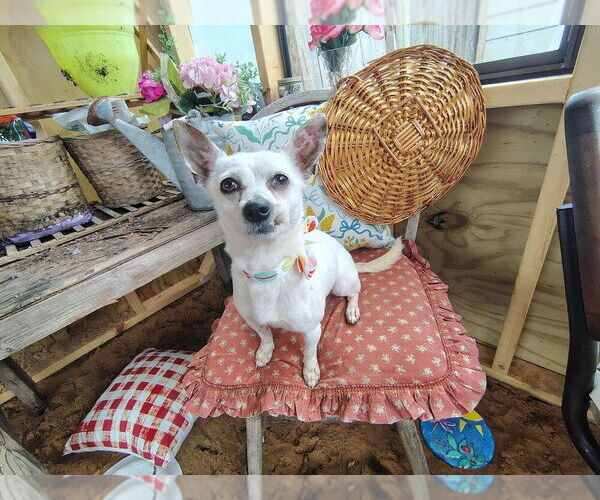 Medium Photo #3 Chihuahua-Unknown Mix Puppy For Sale in Boston, MA, USA