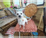 Small #2 Chihuahua Mix