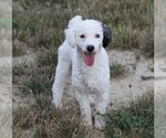 Small Photo #1 Bernedoodle (Miniature) Puppy For Sale in BILLERICA, MA, USA