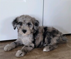 Aussiedoodle Miniature  Puppy for Sale in ORRVILLE, Ohio USA