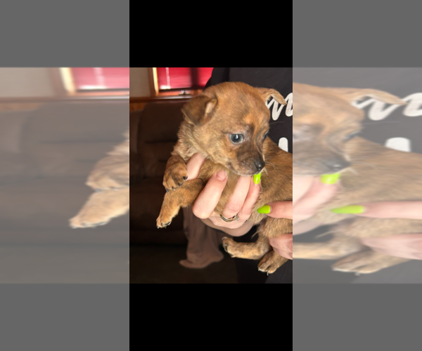 Medium Photo #3 Chiranian Puppy For Sale in WEST BRANCH, MI, USA
