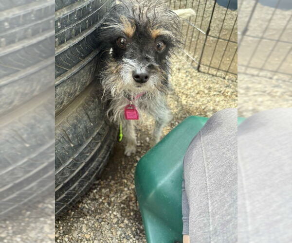 Medium Photo #5 Mutt Puppy For Sale in Mukwonago, WI, USA