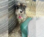 Small #4 Mutt