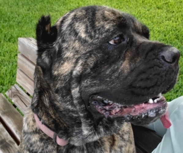 Medium Photo #1 Cane Corso Puppy For Sale in HOUSTON, TX, USA
