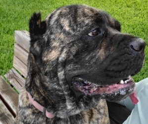 Mother of the Cane Corso puppies born on 04/26/2025