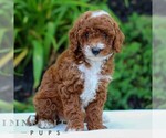 Small Cavapoo