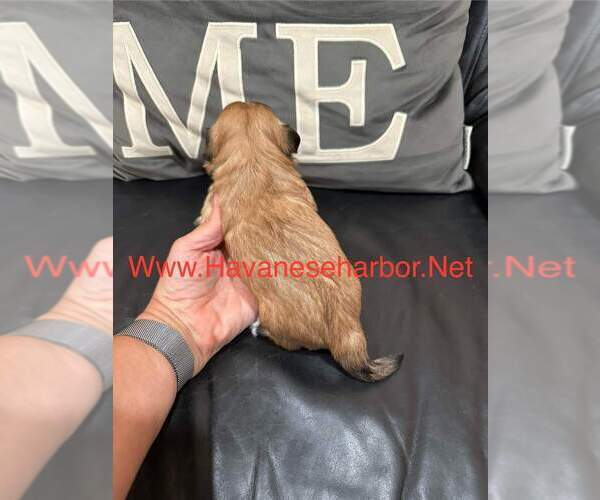 Medium Photo #3 Havanese Puppy For Sale in MBORO, TN, USA