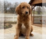 Small Photo #7 Goldendoodle Puppy For Sale in GAP, PA, USA