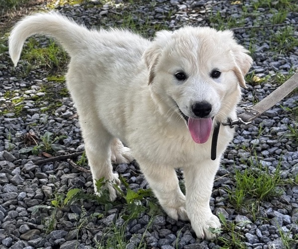 Medium Photo #3 Great Pyrenees Puppy For Sale in CANOGA, NY, USA